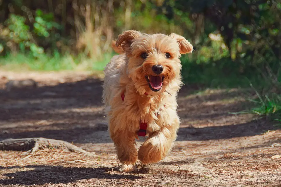 ¿Cómo enseñar a mi perro a venir cuando lo llamo?