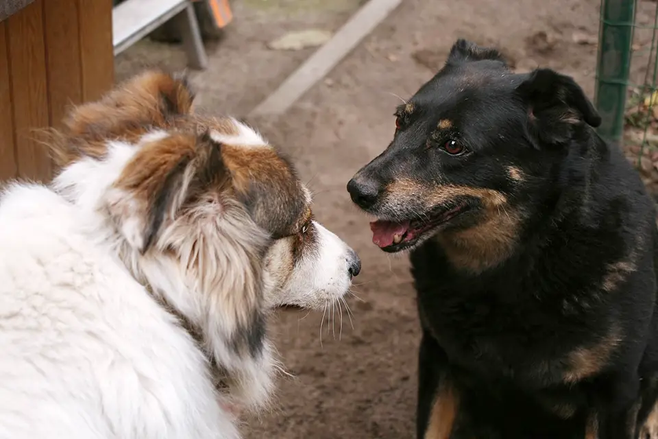 ¿Qué hacer si mi perro no se lleva bien con otros?