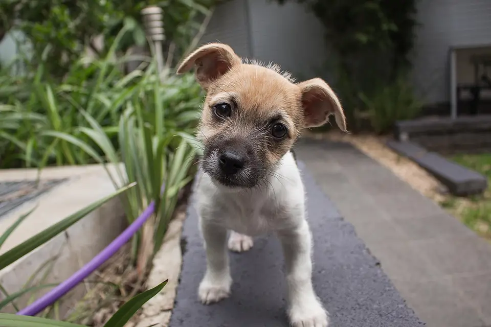 ¿Por qué los perros giran la cabeza cuando les hablas?
