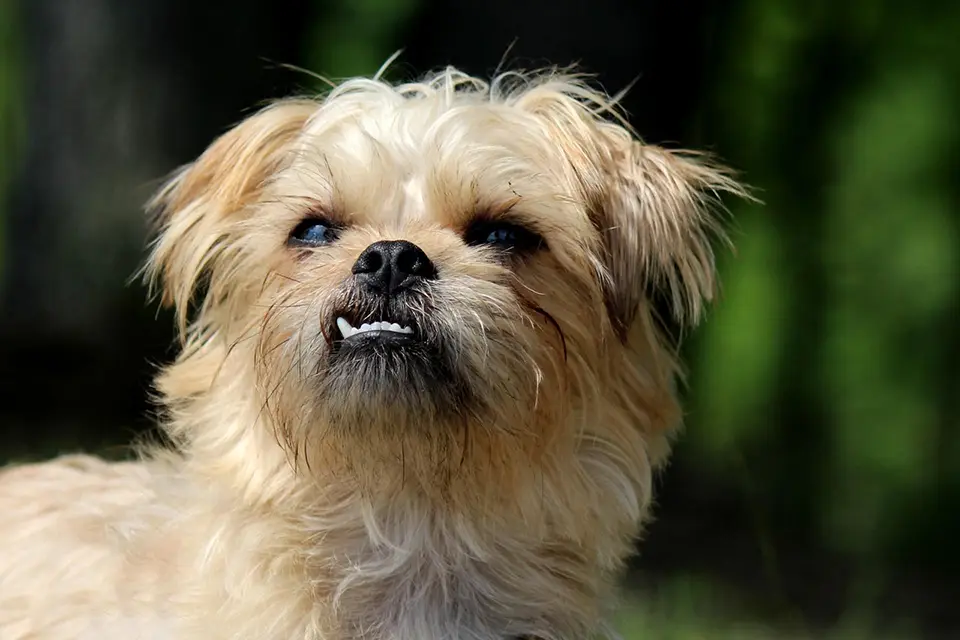 ¿Cómo saber si mi perro tiene dolor dental?