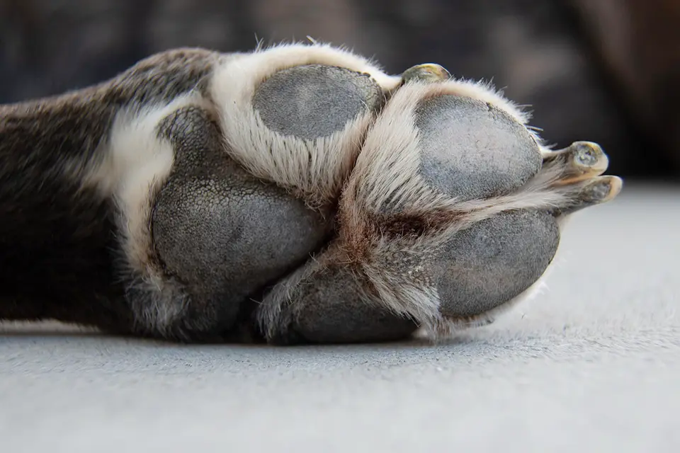 ¿Qué hacer si mi perro tiene las almohadillas agrietadas?