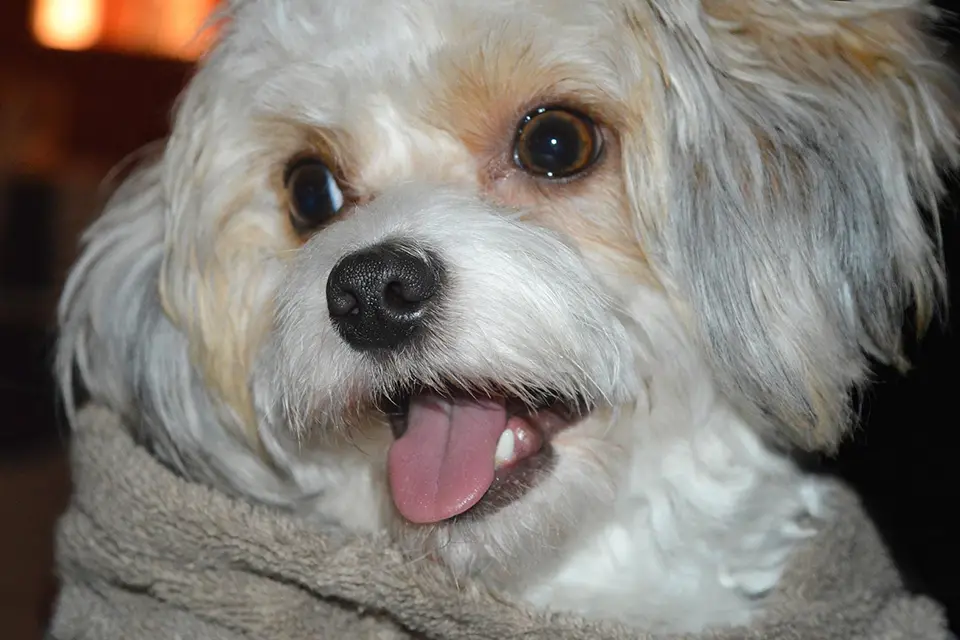 ¿Por qué los perros jadean incluso sin calor?