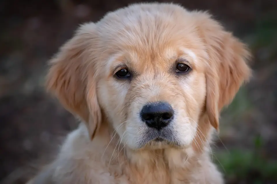 ¿Por qué mi perro no ladra nunca?