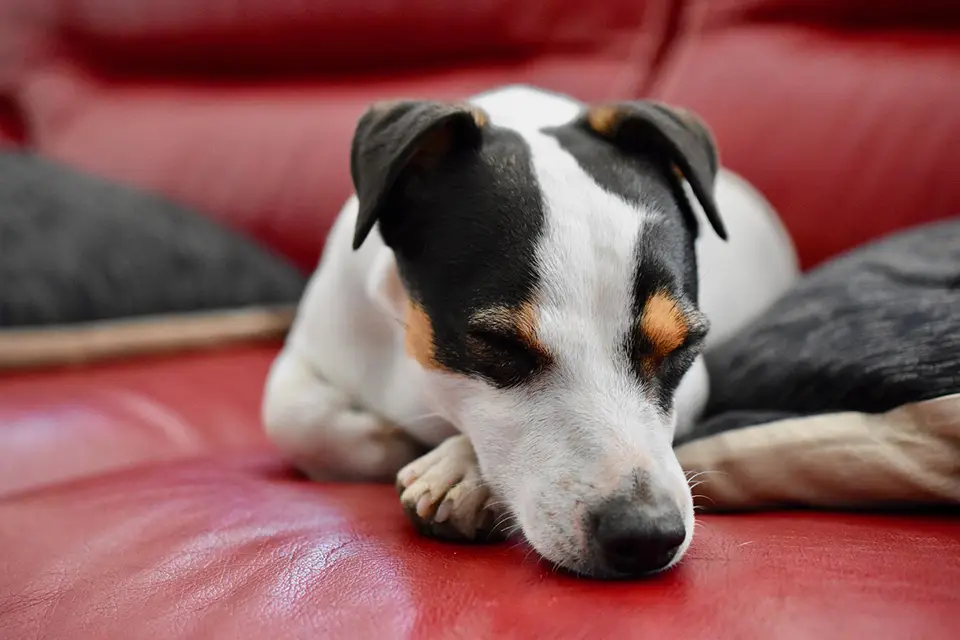 ¿Es normal que mi perro respire ruidosamente?