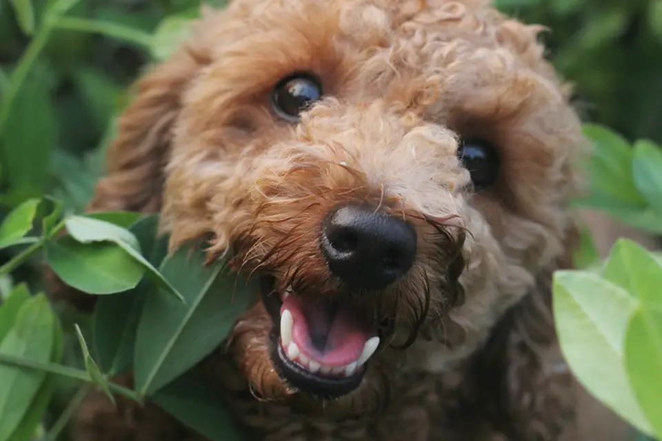 ¿Qué plantas del hogar son tóxicas para los perros?