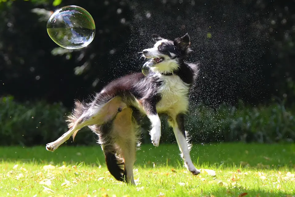 ¿Qué razas de perros son más juguetonas y activas?