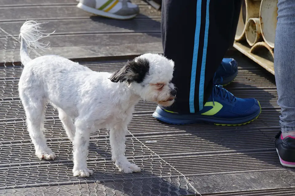 ¿Por qué mi perro me sigue a todas partes?