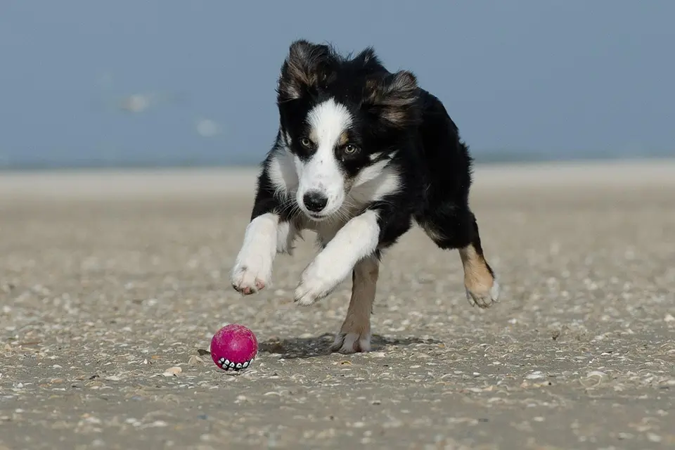 ¿Qué juguetes son ideales para perros muy activos?