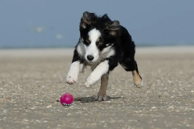 ¿Qué juguetes son ideales para perros muy activos?