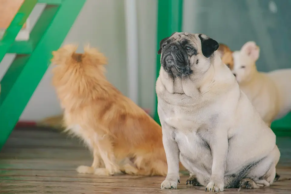 ¿Qué hago si mi perro muestra celos por otro animal?