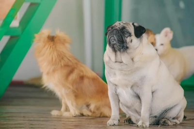 ¿Qué hago si mi perro muestra celos por otro animal?