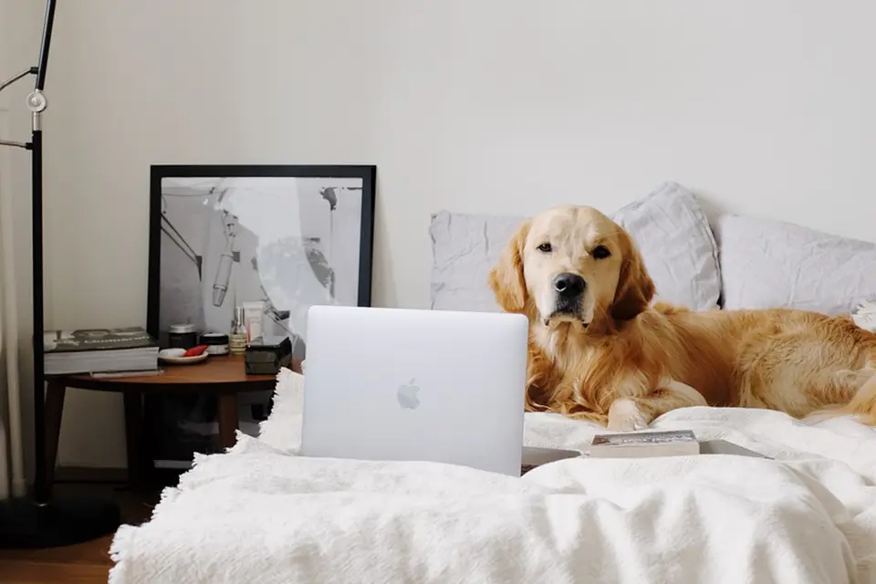 ¿Cómo enseñar a un perro a no entrar en ciertas habitaciones?