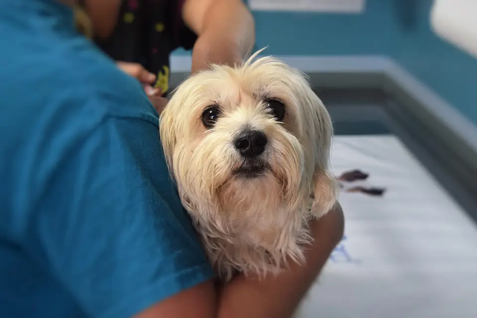 ¿Cómo aliviar el estrés causado por visitas al veterinario?