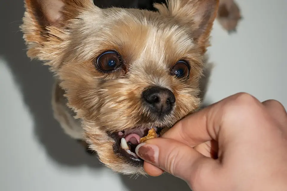 ¿Qué tipos de premios son mejores para entrenar perros?