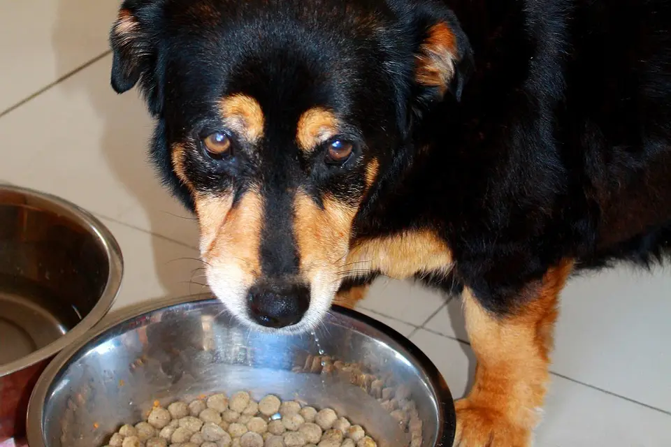 ¿Qué alimentos pueden causar gases en perros?