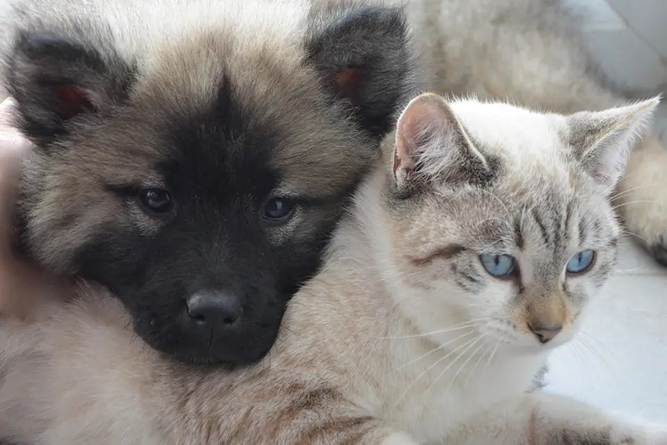 ¿Qué razas de perro pueden convivir mejor con gatos?