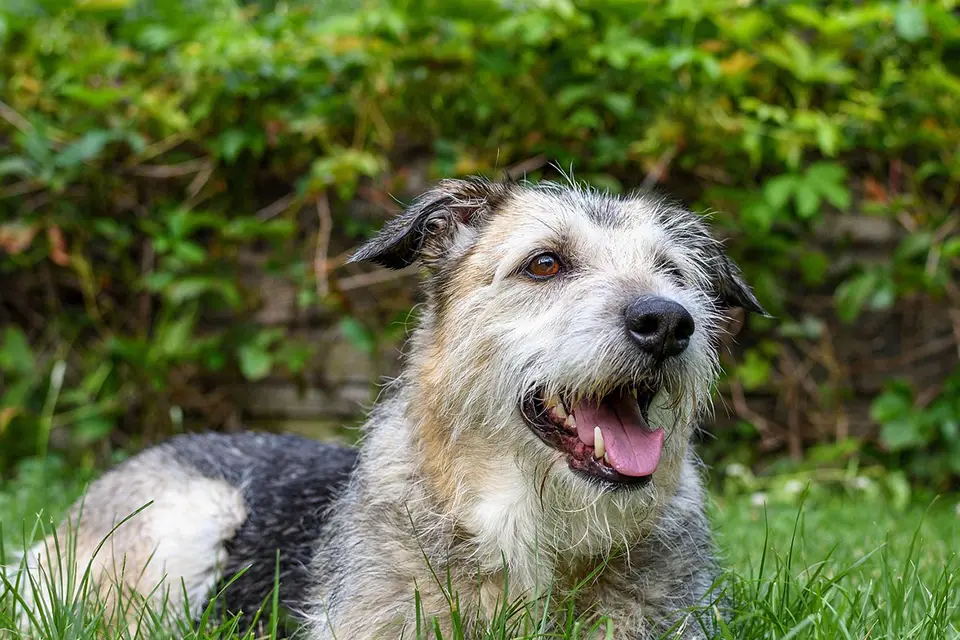 ¿Qué cuidados necesita un perro tras vivir en refugio?
