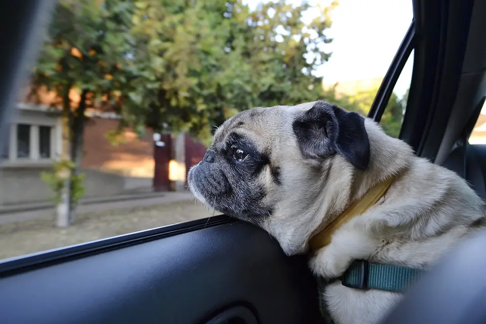 ¿Qué razas son adecuadas para dueños que viajan frecuentemente?