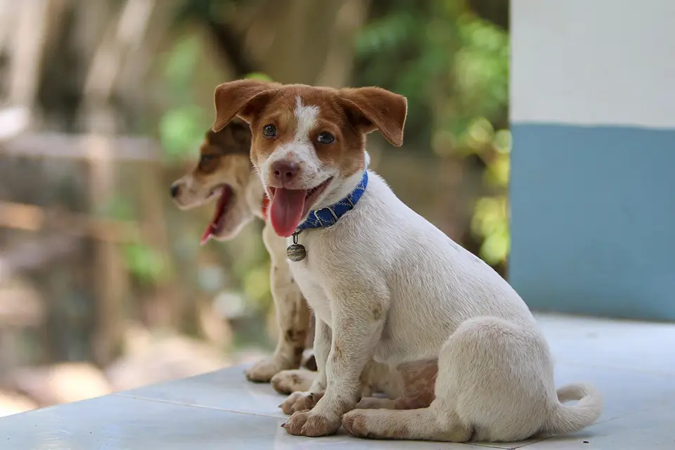 ¿Es útil el entrenamiento con clic para perros tímidos?