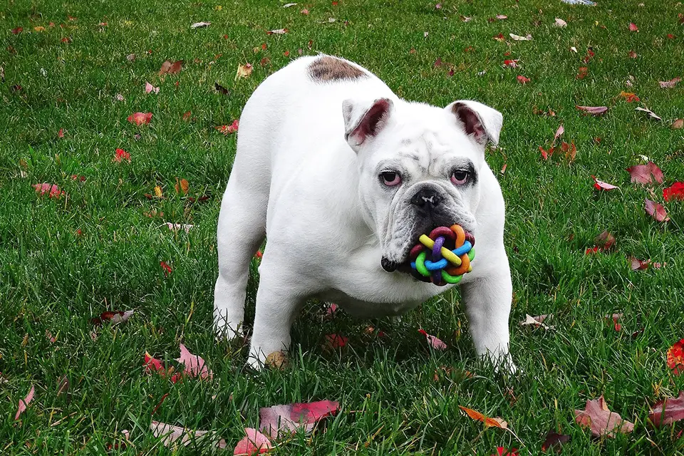 ¿Cómo evitar que mi perro se obsesione con un juguete?