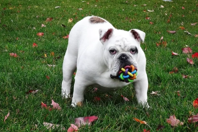 ¿Cómo evitar que mi perro se obsesione con un juguete?