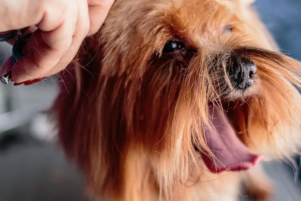 ¿Qué tipos de cepillado requieren perros con muda constante?