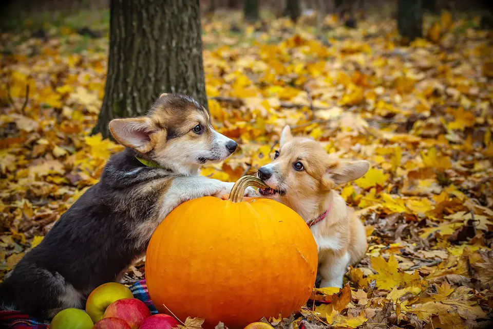 ¿La calabaza es adecuada para perros con problemas digestivos?