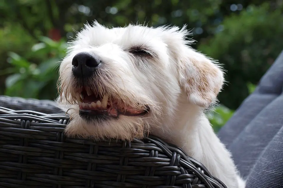 ¿Qué señales indican deficiencia de hidratación en climas secos?