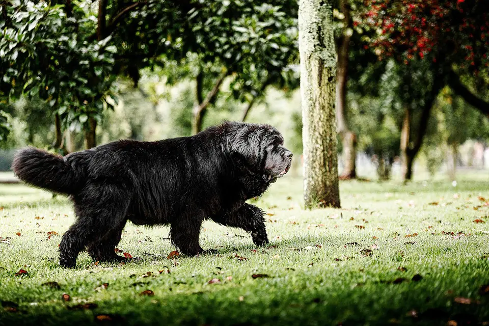 ¿Qué razas grandes muestran temperamento especialmente estable?