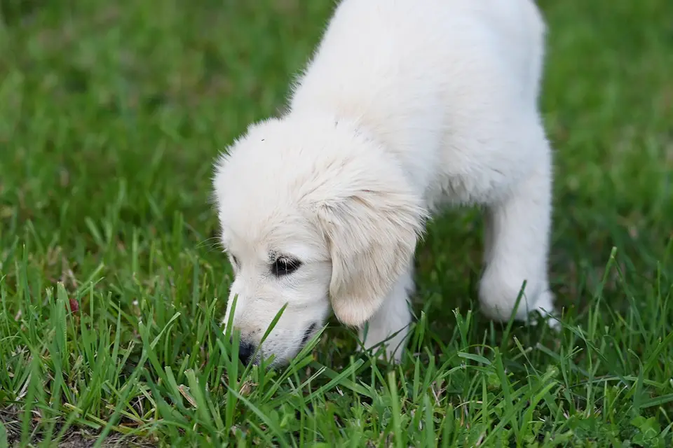 ¿Cómo usar juegos de búsqueda para reducir ansiedad diaria?