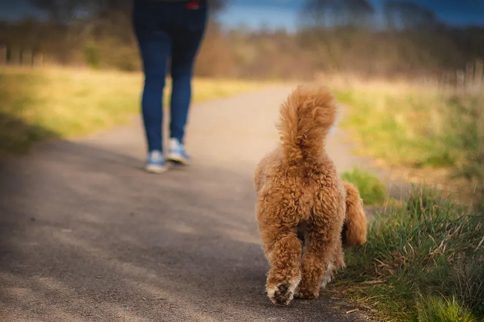¿Cómo enseñar a mi perro a caminar detrás sin empujar?
