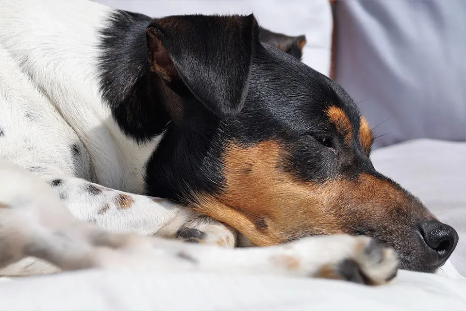 ¿Cómo enseñar a mi perro a elegir su cama en vez del sofá?