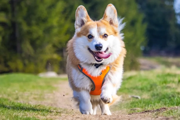 ¿Cómo prevenir irritaciones en perros que usan arnés diario?