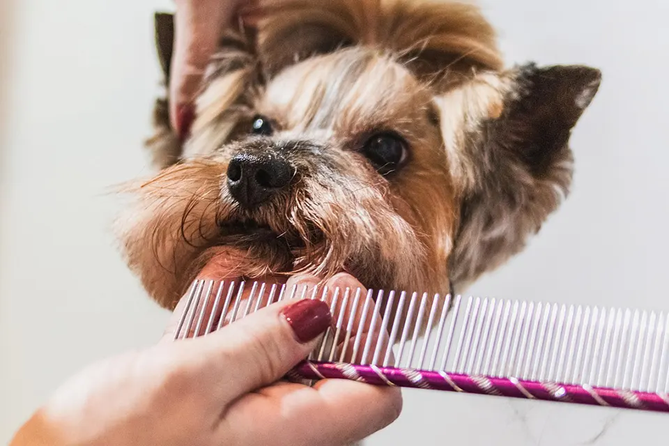 ¿Cómo enseñar a mi perro a quedarse quieto durante el cepillado?