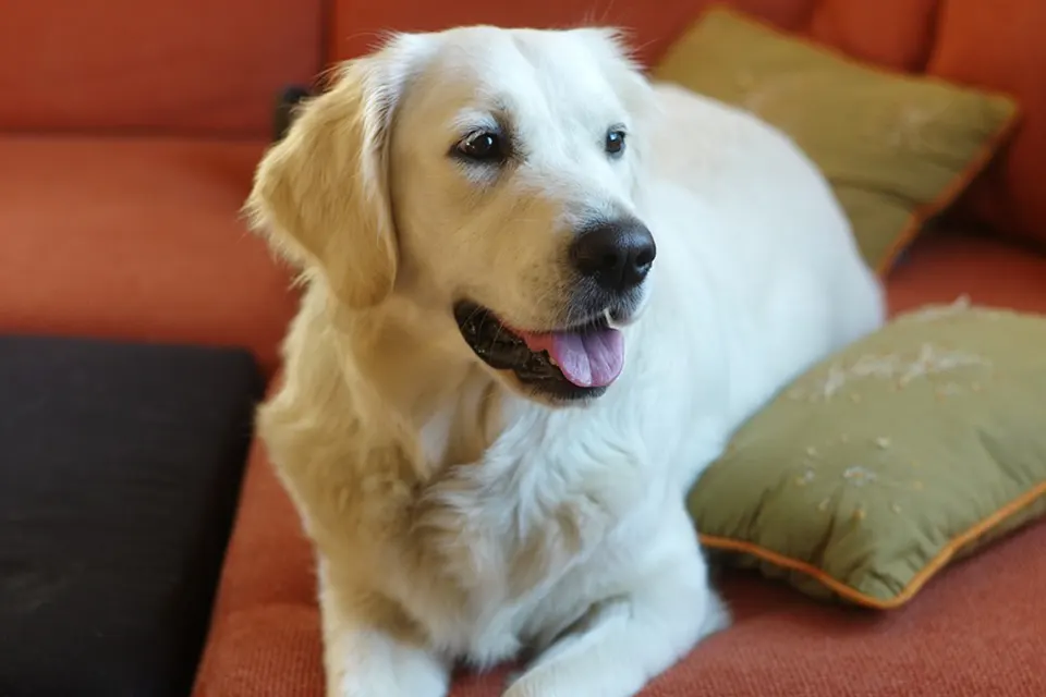 ¿Qué rutina diaria reduce la acumulación de pelo en casa?