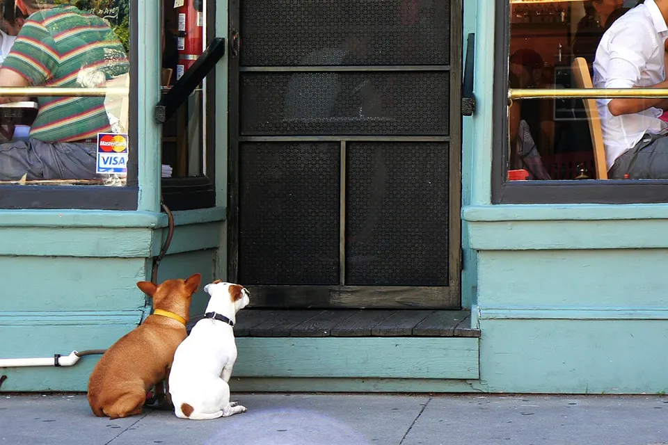 ¿Cómo entrenar a mi perro para esperar tranquilo en cafeterías?