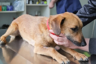 ¿Cómo enseñar a mi perro a tolerar revisiones corporales?