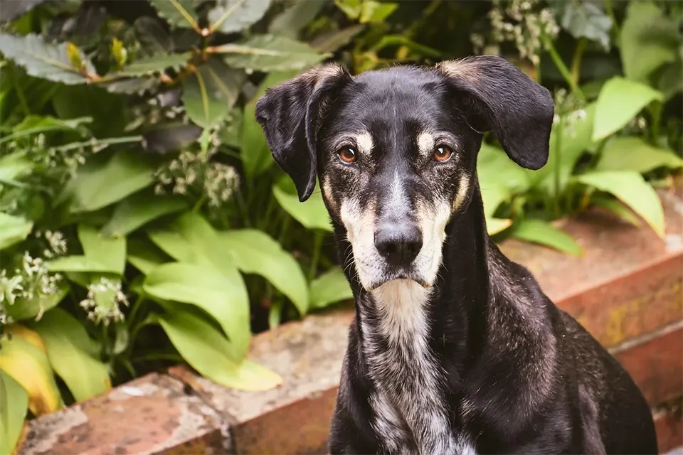 ¿Cómo entrenar a mi perro a mantener atención en entornos nuevos?
