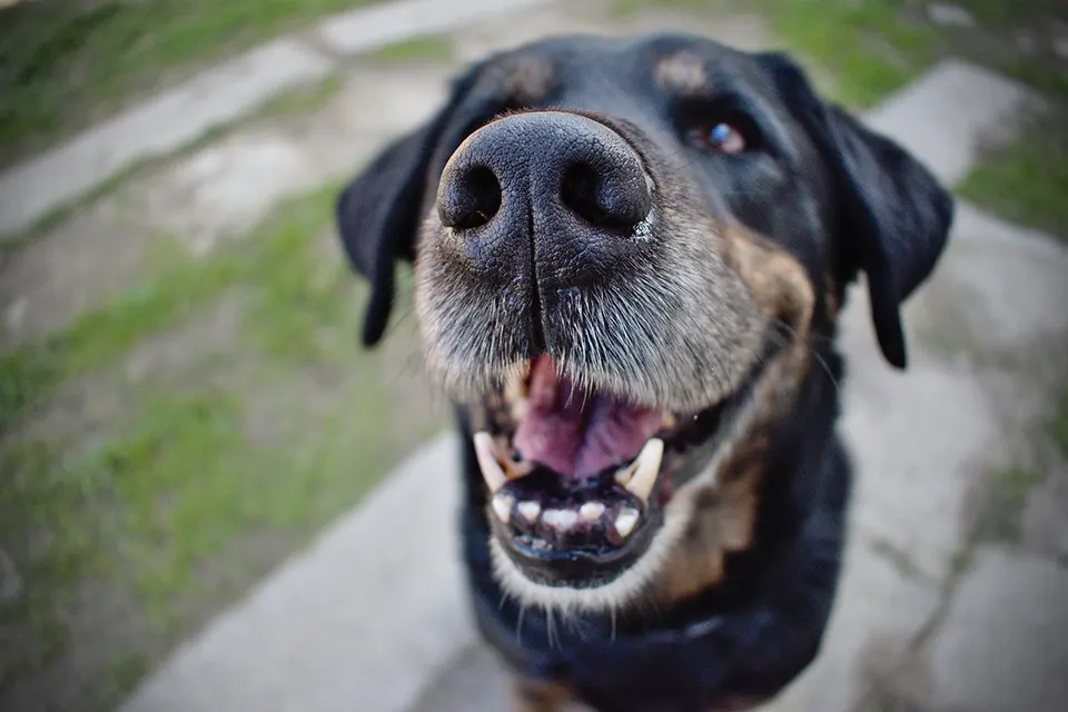 ¿Cómo reconocer señales tempranas de desgaste dental?