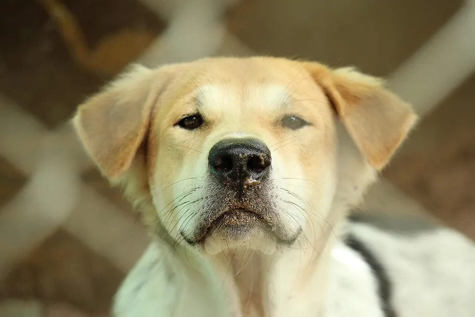 ¿Qué cuidados diarios reducen la aparición de caspa canina?