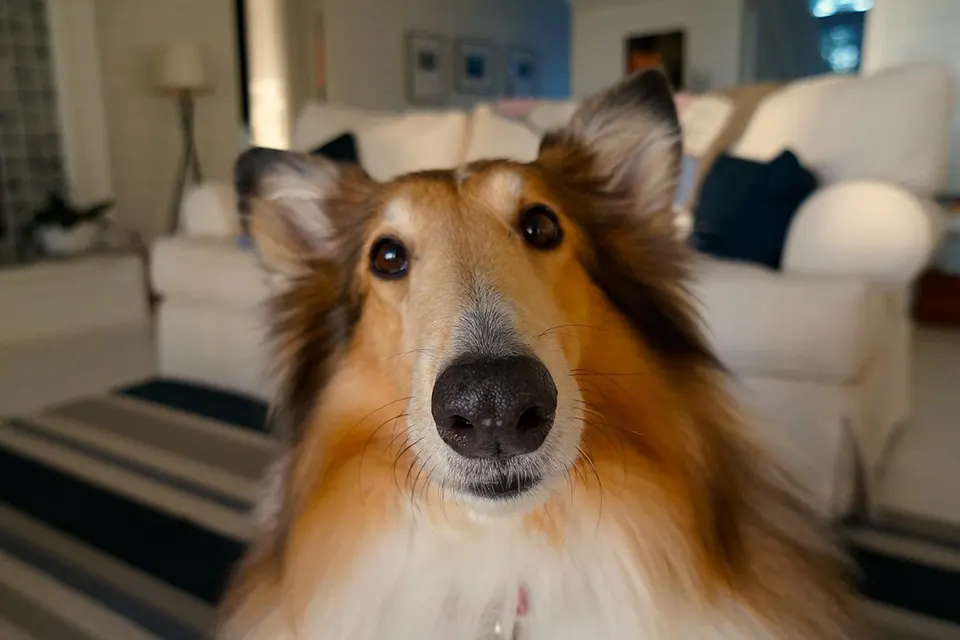 ¿Cómo entrenar a mi perro a responder sin necesidad de premios?