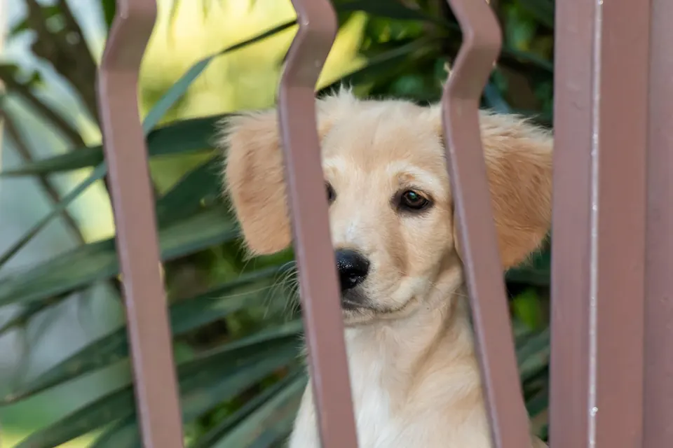 ¿Cómo enseñar a mi perro a esperar pacientemente antes de salir a pasear?