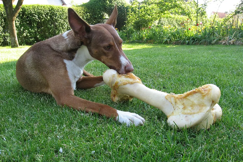 ¿Qué alimentos ricos en proteínas ayudan a mi perro a ganar músculo?