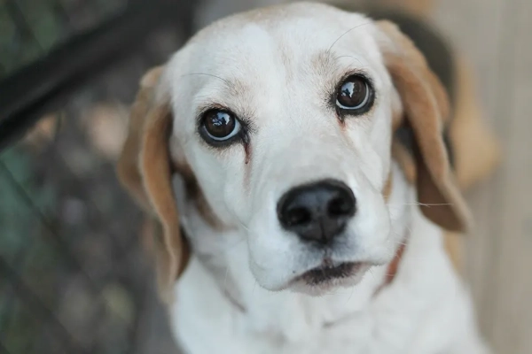 ¿Cómo identificar si mi perro tiene problemas con la vista?