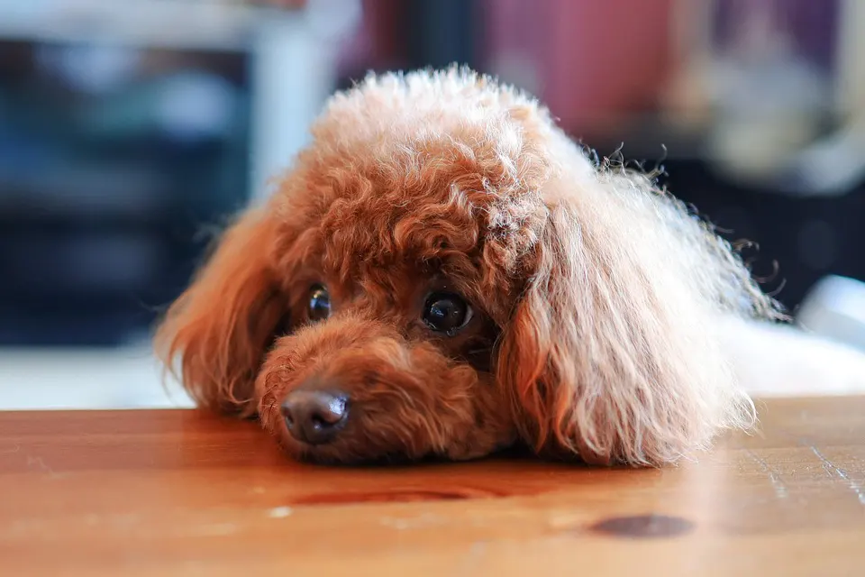 ¿Cómo enseñar a mi perro a no comer en la mesa?