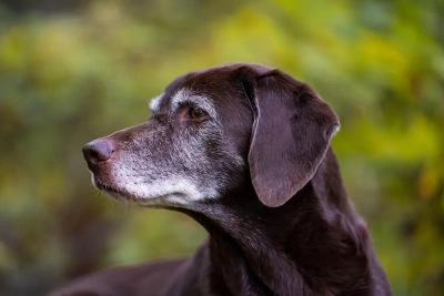 ¿Qué rutinas de ejercicio son recomendables para perros mayores?