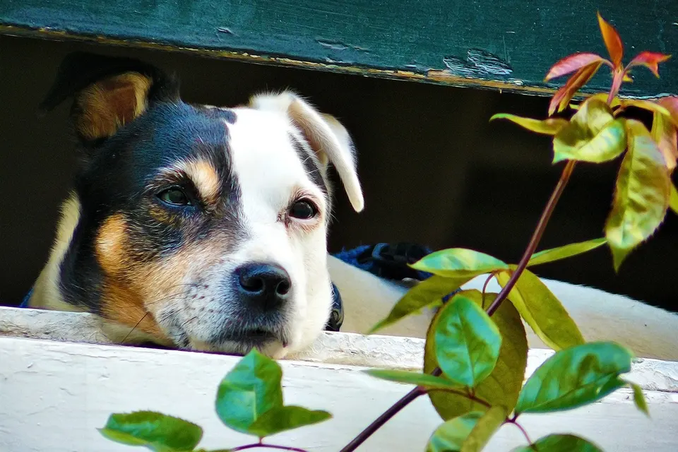 ¿Qué alimentos caseros son seguros para perros con digestión sensible?