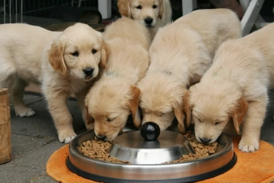 ¿Cómo enseñar a mi perro a no empujar al recibir comida?