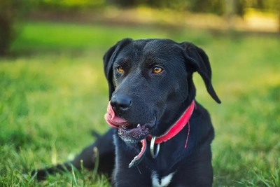 ¿Cómo enseñar a mi perro a mantener la calma al poner el arnés?