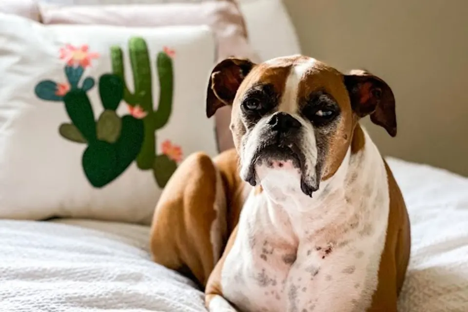 ¿Cómo enseñar a mi perro a ir a su sitio cuando suena el teléfono?